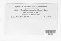 Entyloma crastophilum image